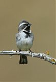 Black-throated Sparrow